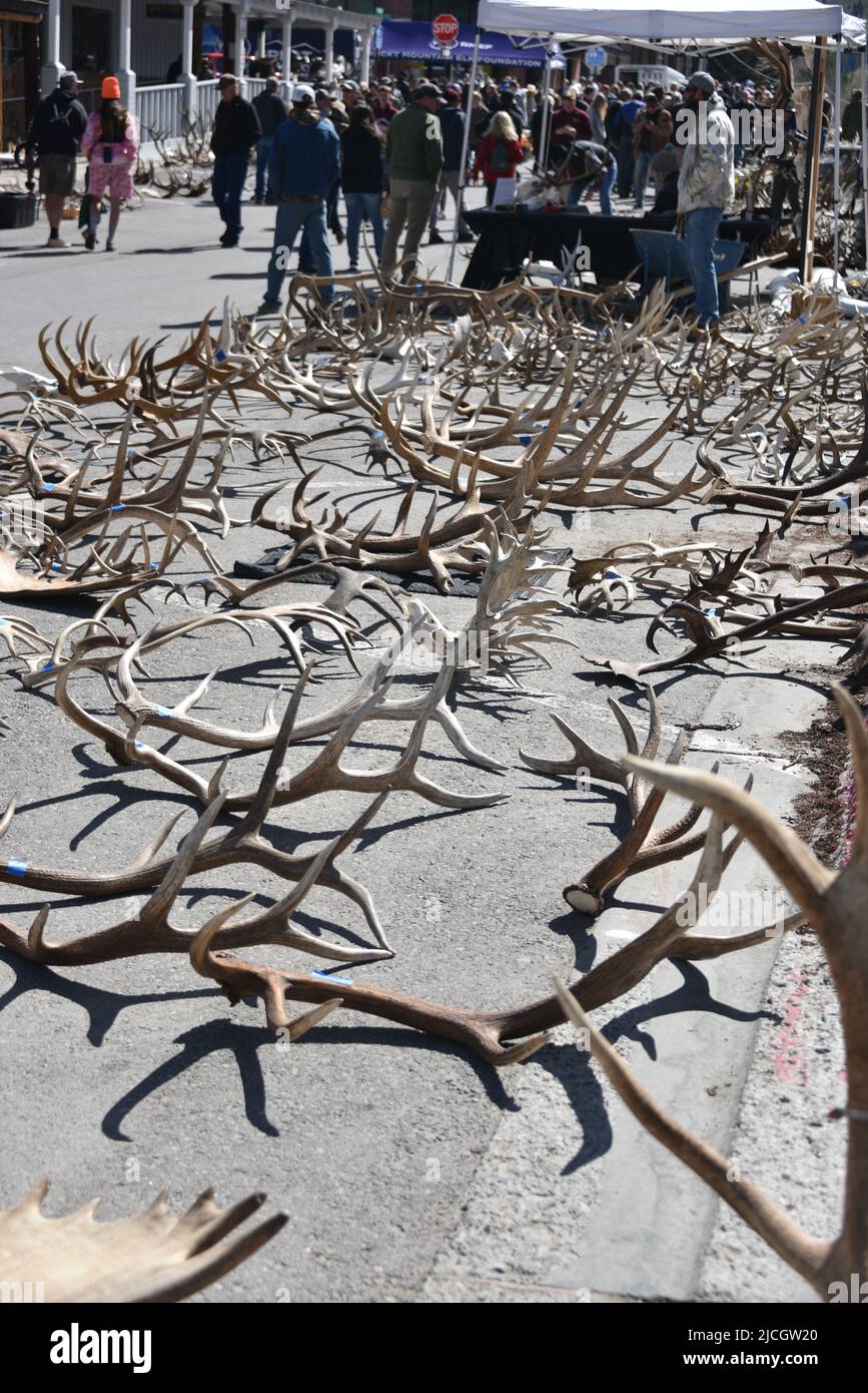 Jackson, WY. USA. 5/21/2022. Boy Scouts of America annual elk and moose