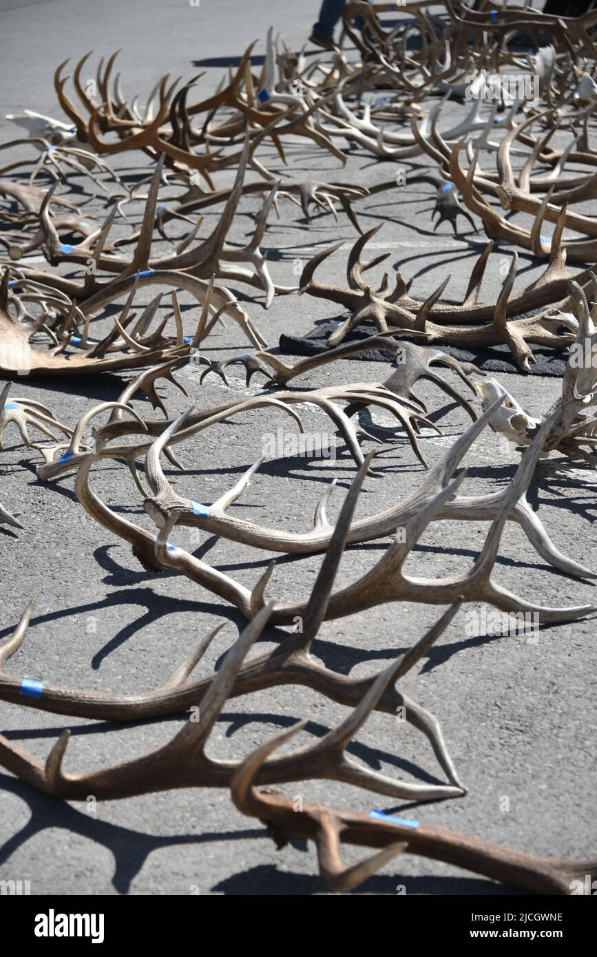Jackson, WY. USA. 5/21/2022. Boy Scouts of America annual elk and moose