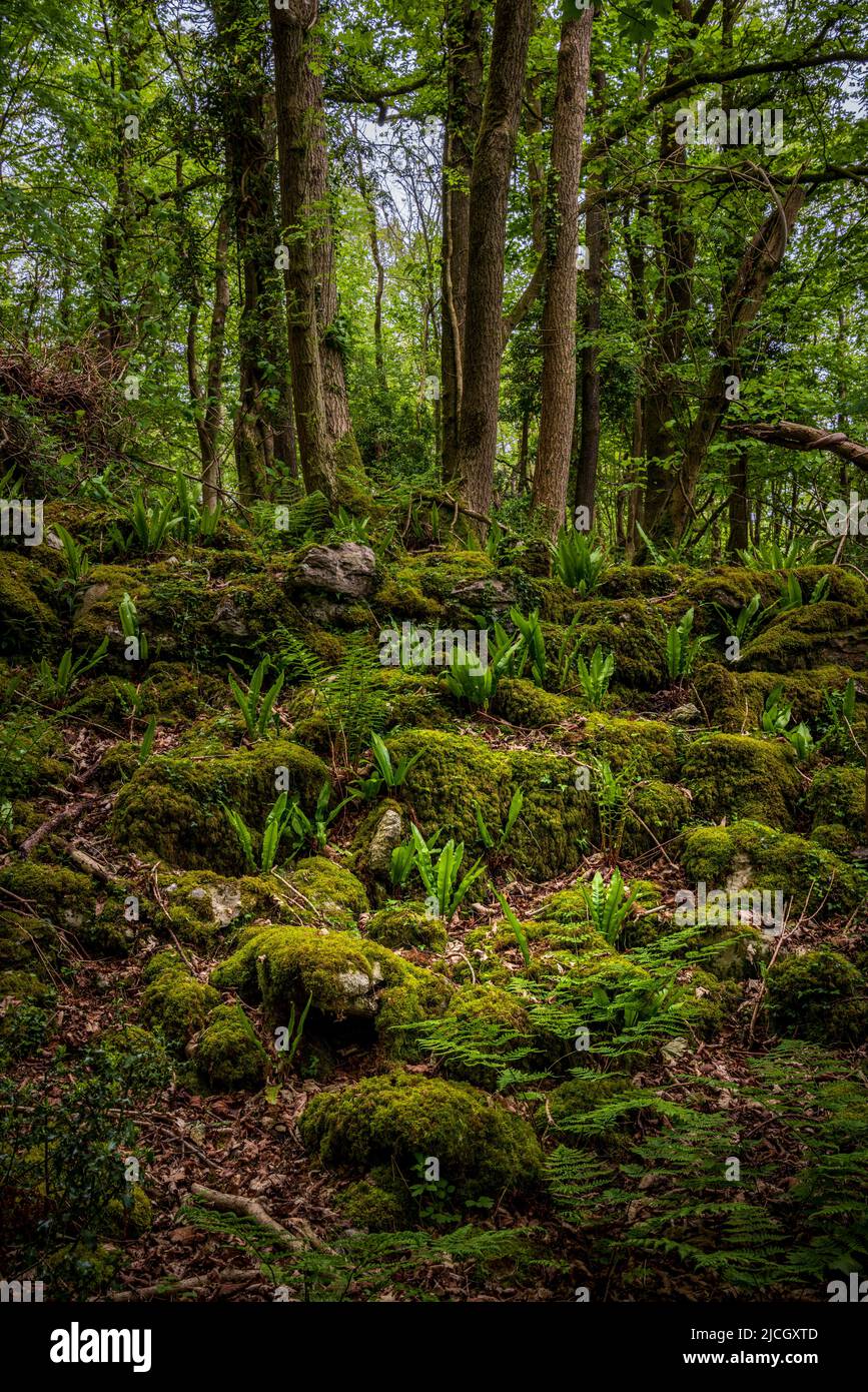 Ferns growing woodland hi-res stock photography and images - Alamy