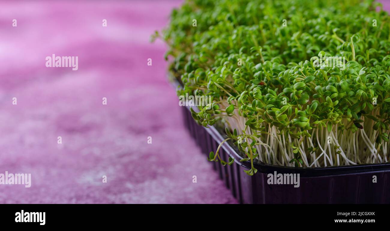 Microgreens sprouts of watercress salad Stock Photo Alamy