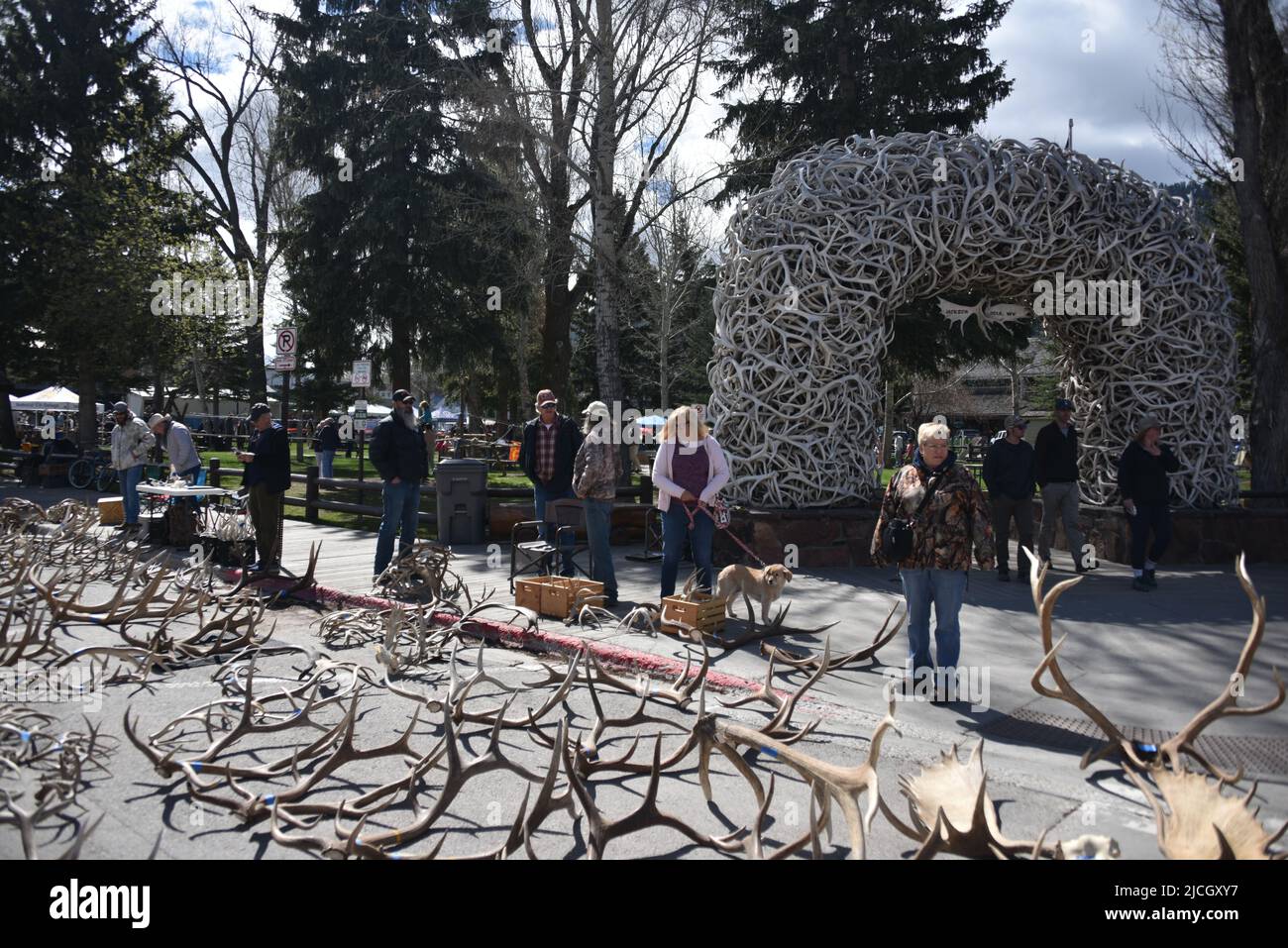 Jackson, WY. USA. 5/21/2022. Boy Scouts of America annual elk and moose