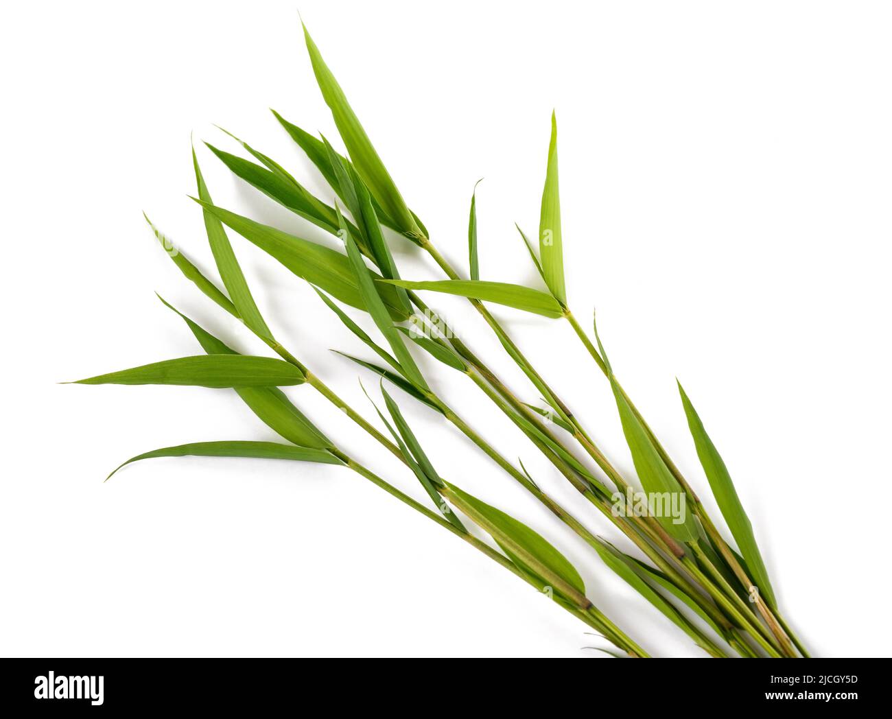 Group of bamboo isolated on white background Stock Photo