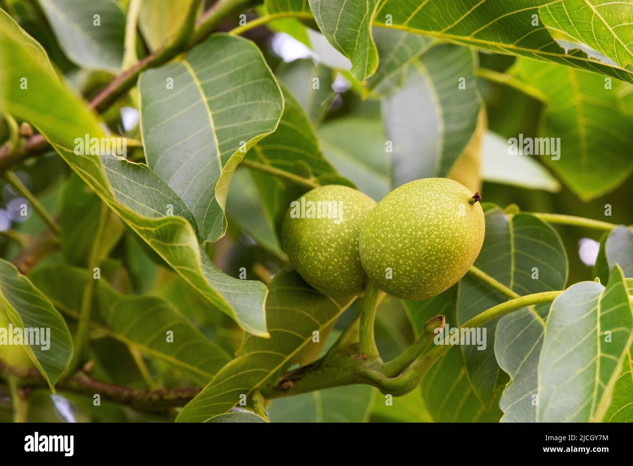 Walnut branch whit fruits on a tree Stock Photo