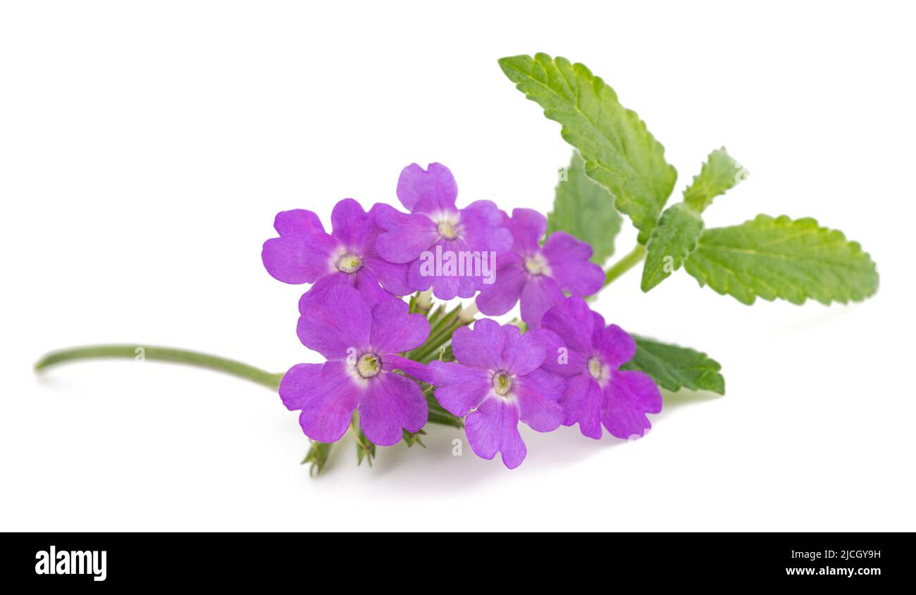 Pink vervain flowers isolated on white background Stock Photo