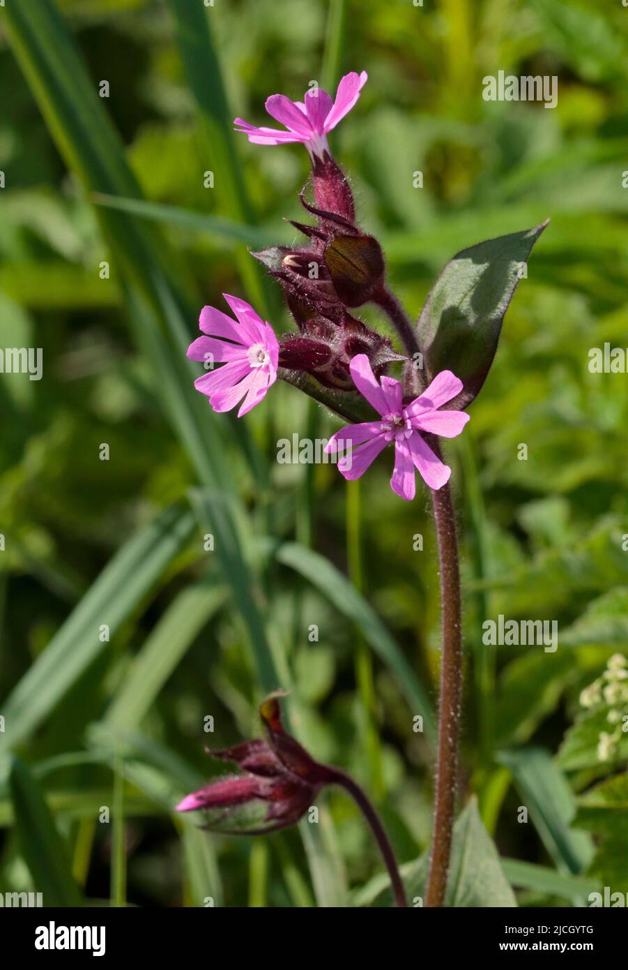 Red Campion/Red Catchfly (silene dioica) Stock Photo