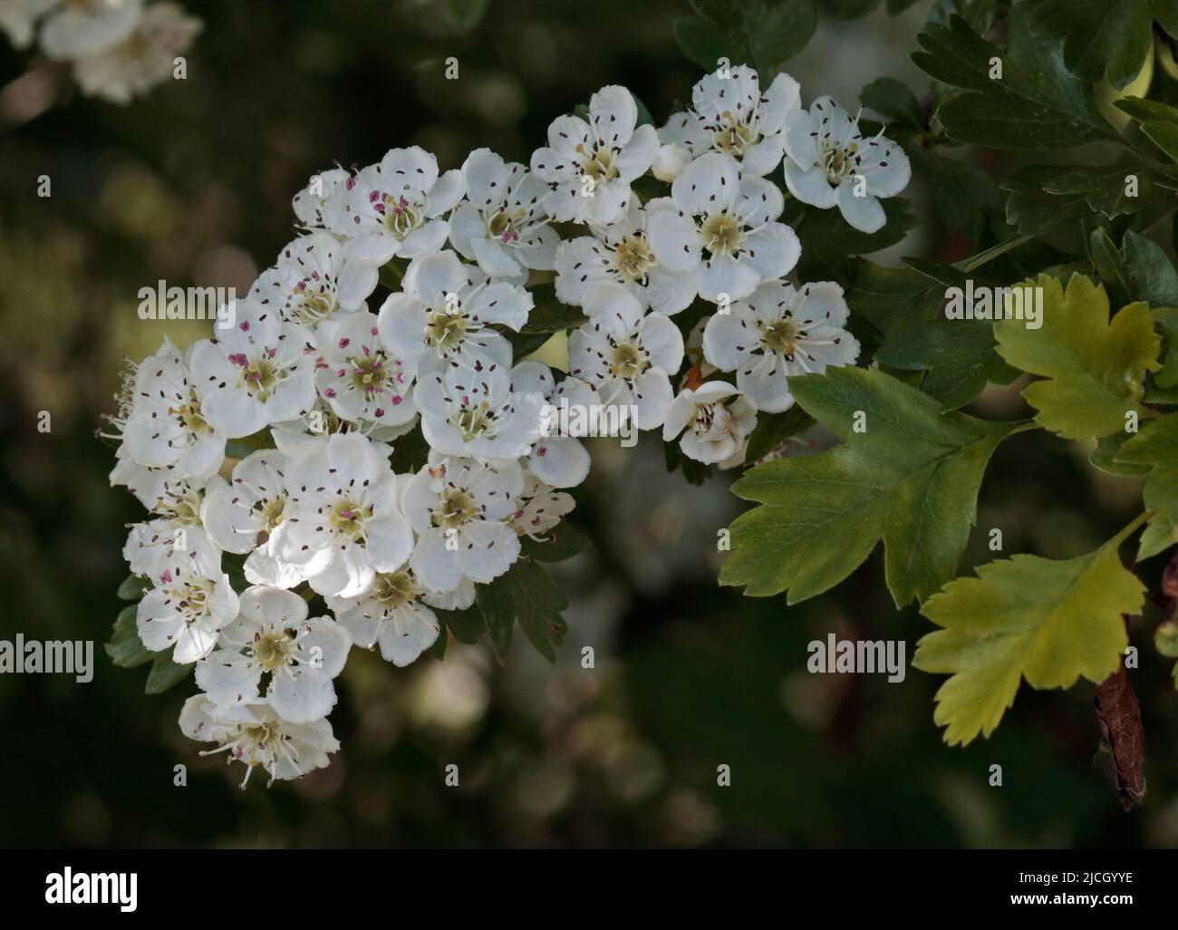 Wild White Hawthorn, Wales Stock Photo