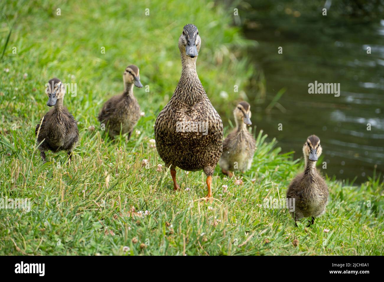 Duck with four ducklings walking on grass next to water Stock Photo