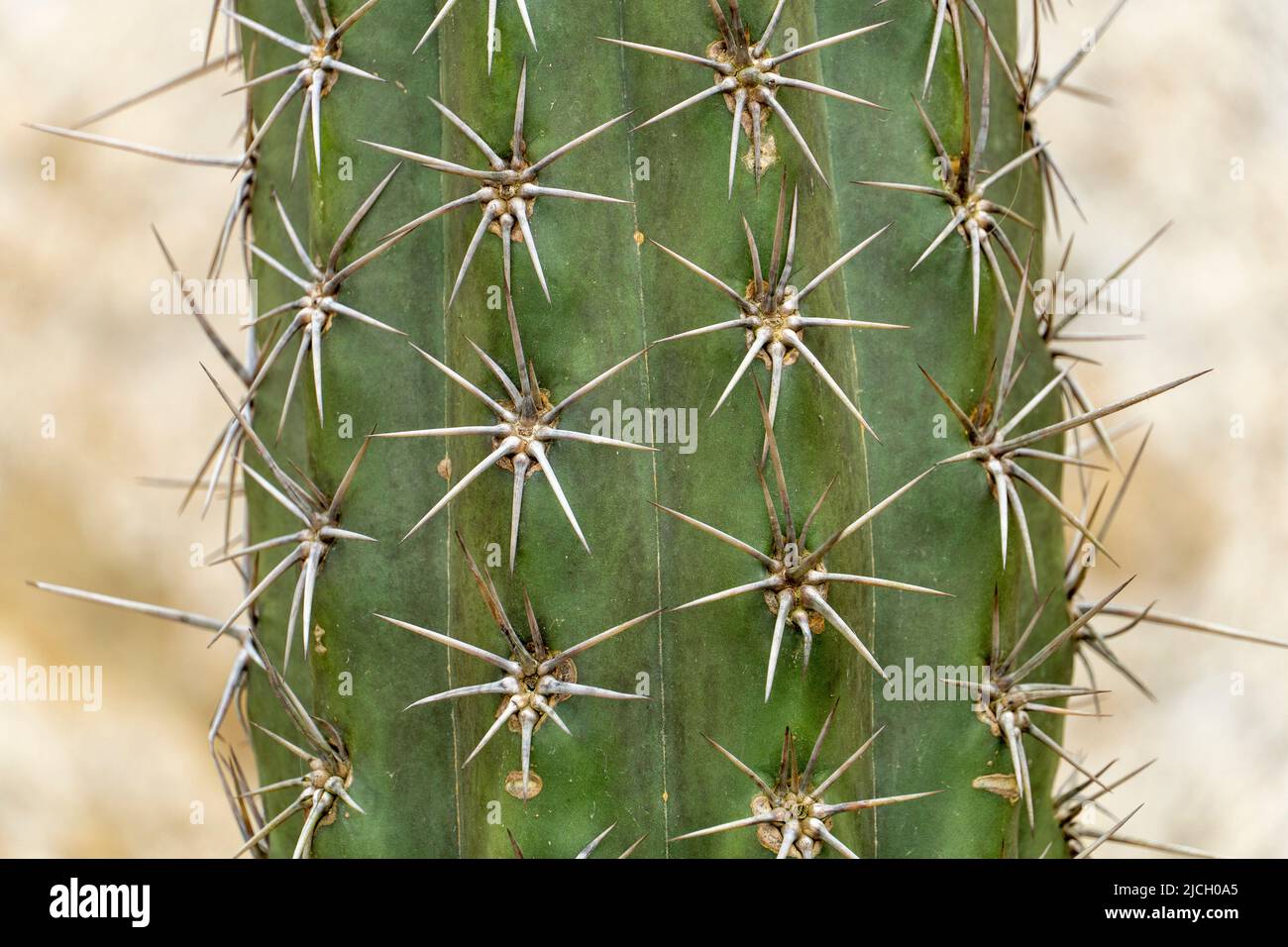 Close up of cactus Stock Photo