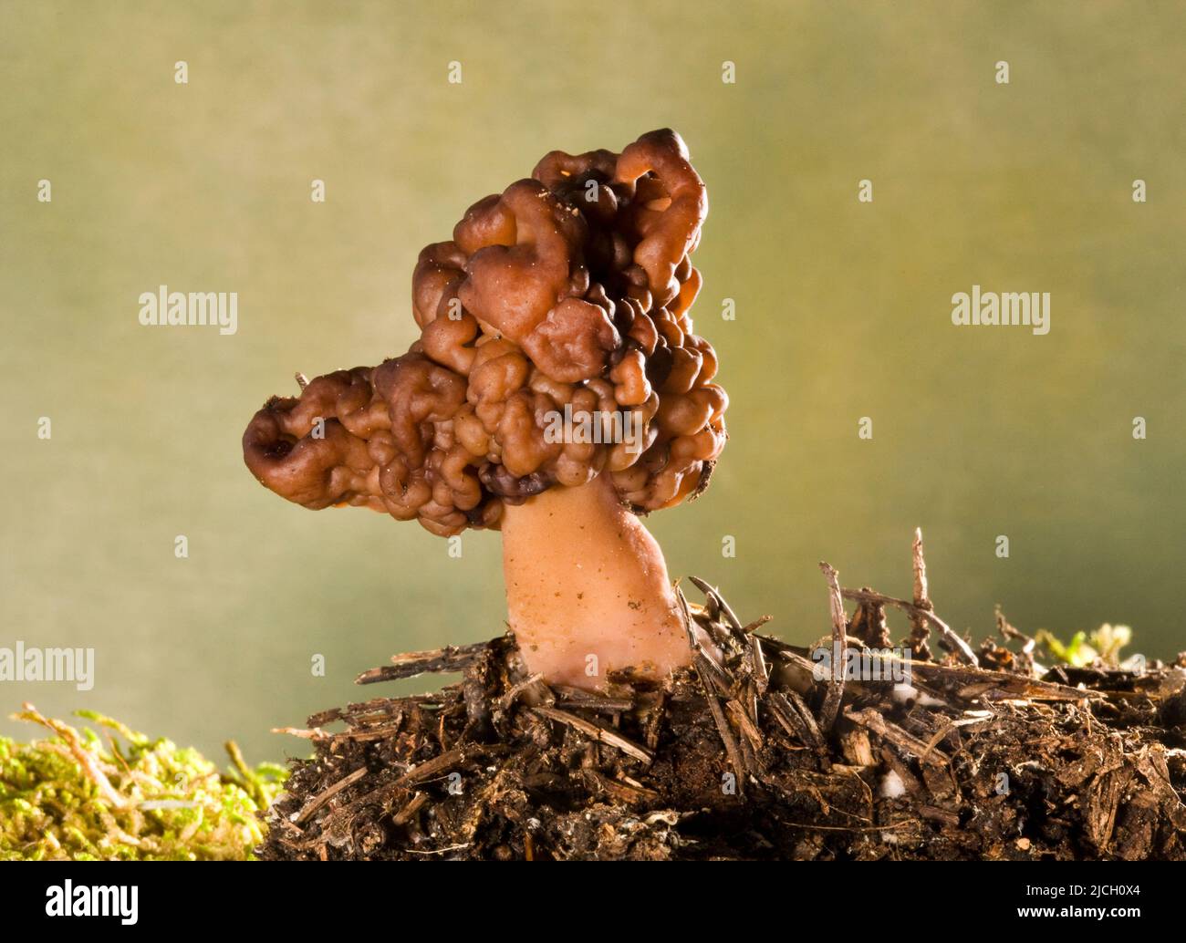 Gyromitra esculenta, also known as a false morel, and is a poisonous, non-edfible mushroom. Stock Photo