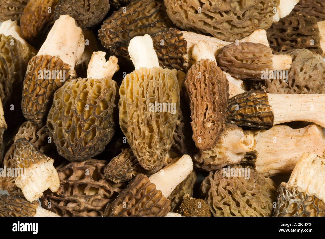 A plate of fresh, wild, morel mushrooms, Morchella elata and Morchella esculenta, from the Cascade Mountains near Sunriver, Oregon. Stock Photo