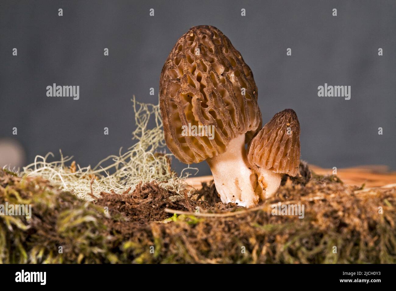 Fresh, wild, morel mushrooms, Morchella elata and Morchella esculenta, from the Cascade Mountains near Sunriver, Oregon. Stock Photo
