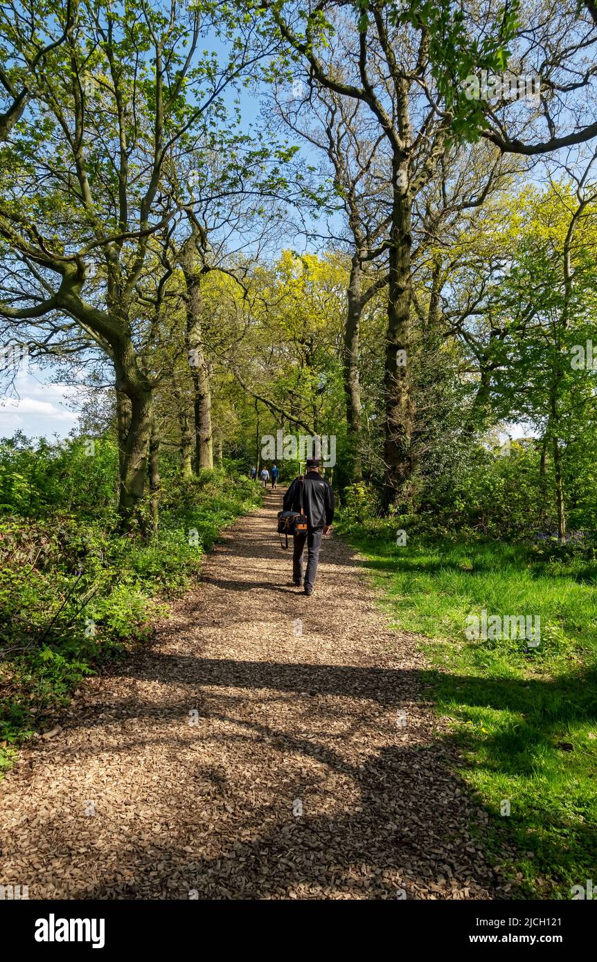 Walker man person walking walk along woodland woods path footpath in spring North Yorkshire England UK United Kingdom GB Great Britain Stock Photo