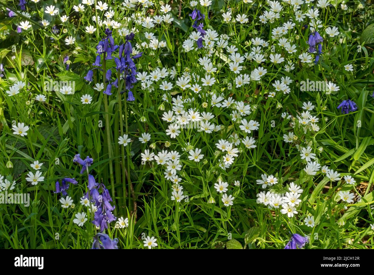 Close up of wild white greater stitchwort flowers and English bluebells flowering wildflowers flower in spring North Yorkshire England UK GB Britain Stock Photo