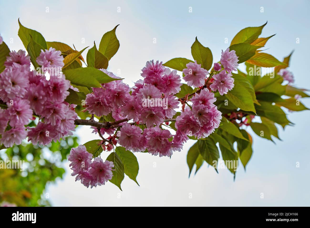 Luiseania branch with pink flowers on a blue sky background Stock Photo