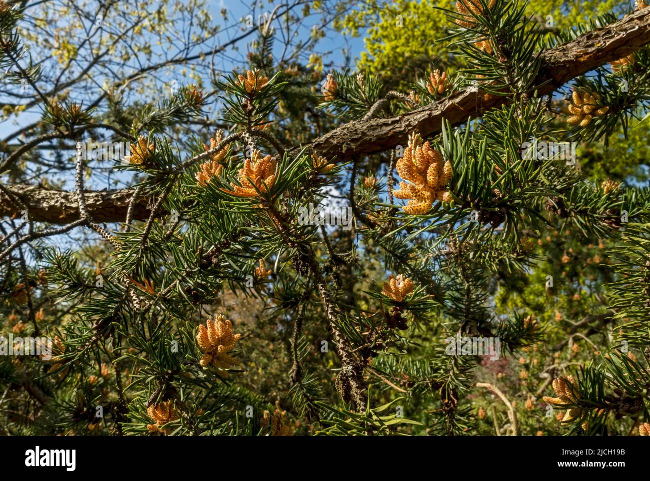 Close up of new pine cone cones on Jack Pine pinus banksiana Pinaceae tree in spring England UK United Kingdom GB Great Britain Stock Photo