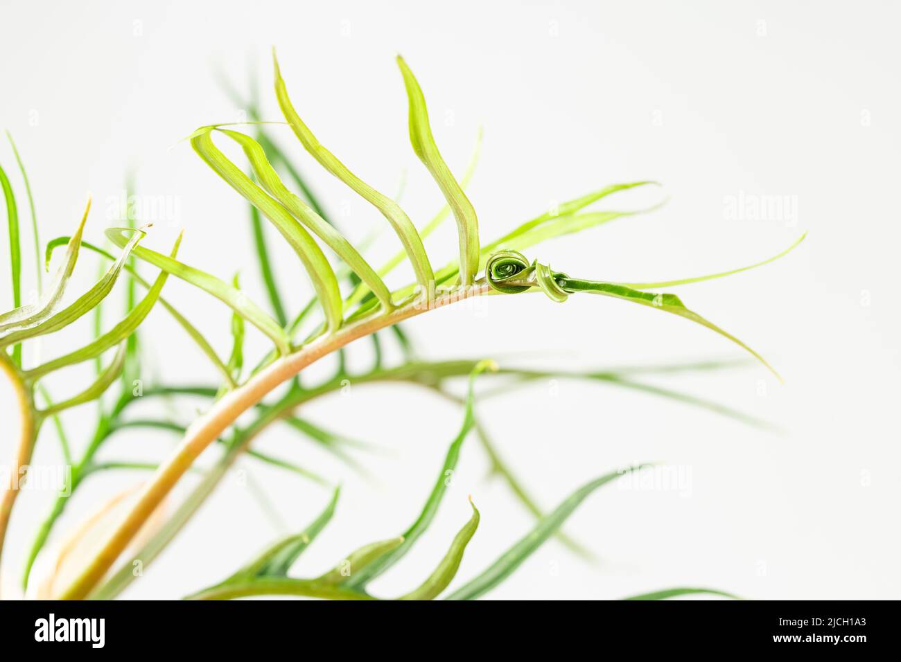 Philodendron Bipinnatifidum Tortum is a rare aroid house plant with