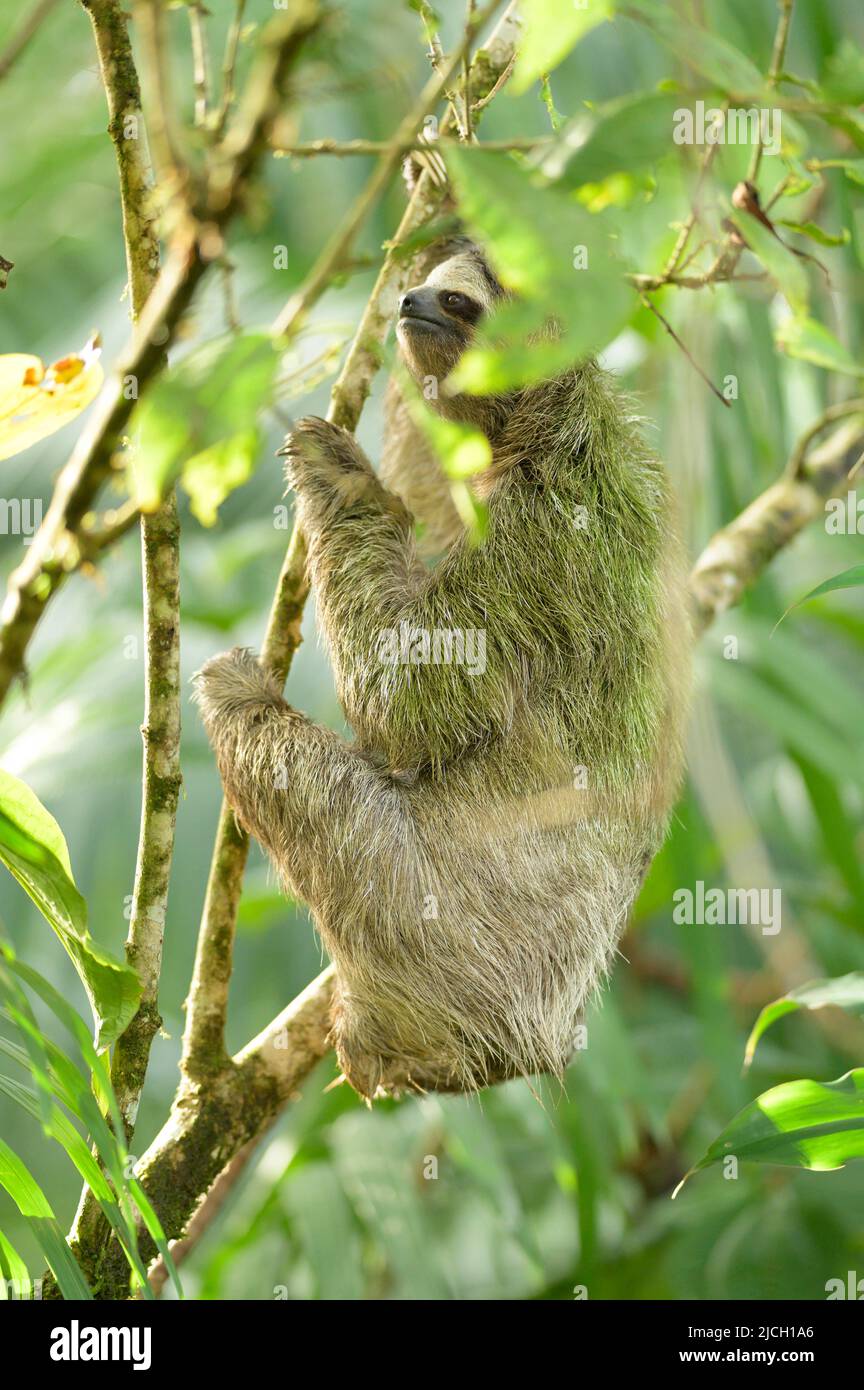 brown throated three toed sloth from the lowland rain forests of Panama's bocas del toro islands Stock Photo
