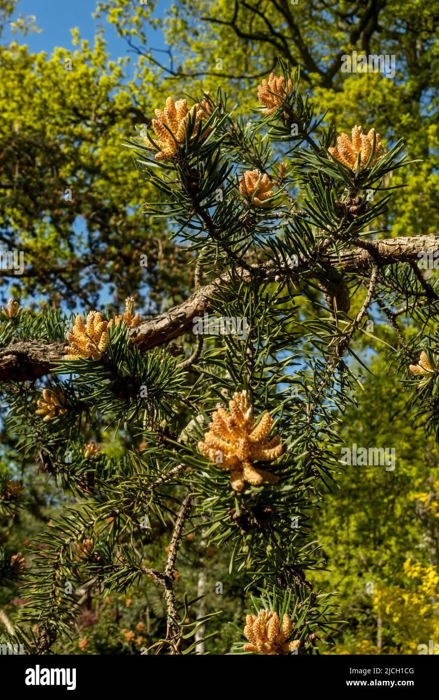 Close up of new pine cone cones on Jack Pine pinus banksiana Pinaceae tree in spring England UK United Kingdom GB Great Britain Stock Photo