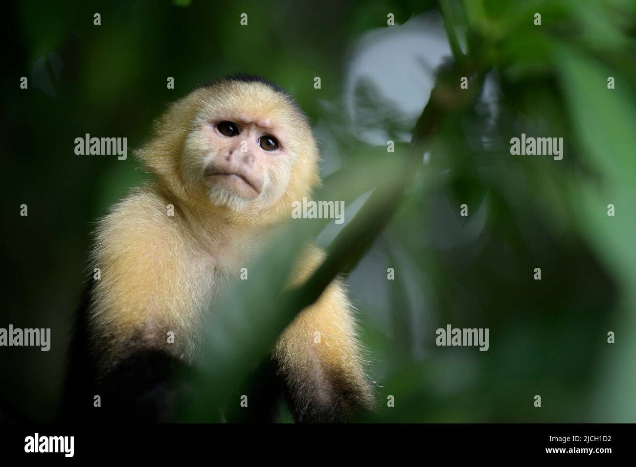 A white faced capuchin monkey peers out of the lowland rainforest of Panama Stock Photo