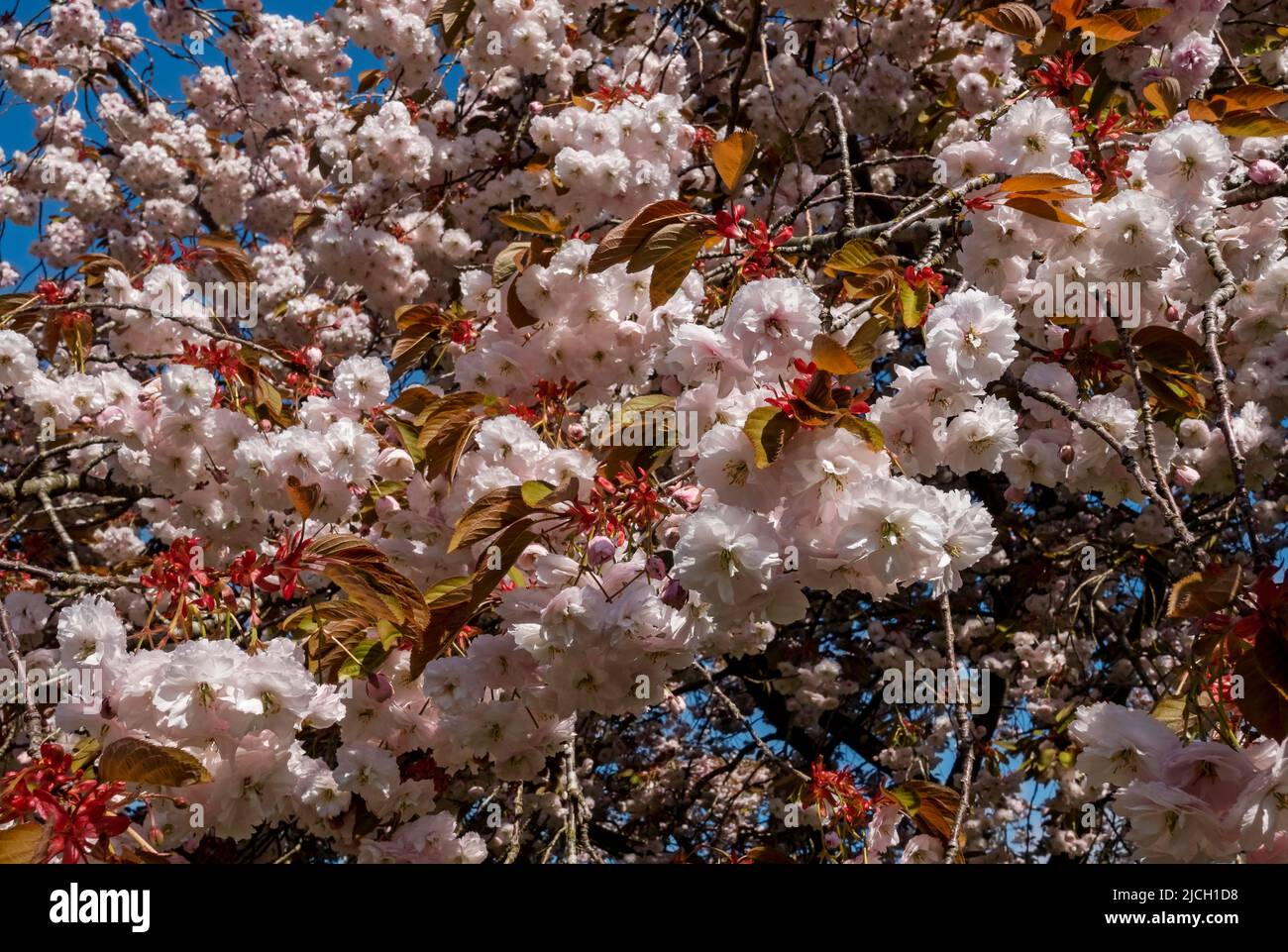 Close up of pale pink blossom of flowering flowers flower cherry tree prunus in spring England UK United Kingdom GB Great Britain Stock Photo