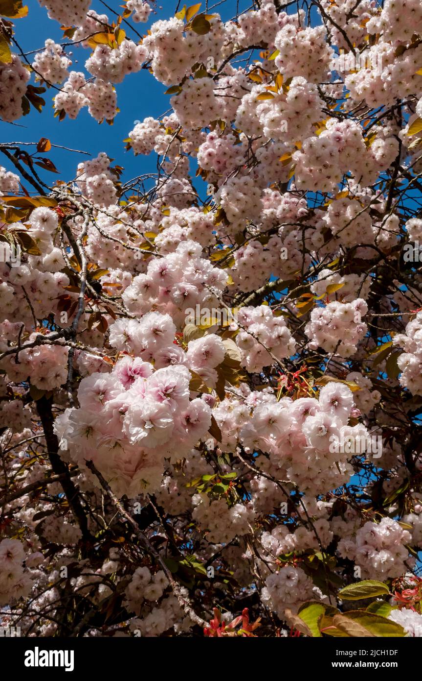 Close up of pale pink blossom of flowering flowers flower cherry tree prunus in spring England UK United Kingdom GB Great Britain Stock Photo