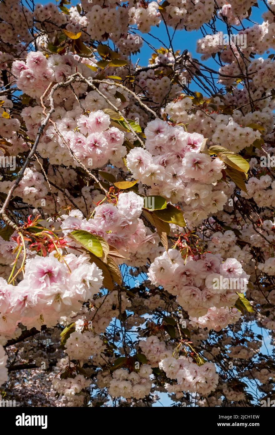 Ornamental flowering cherry blossom trees hi-res stock photography and ...