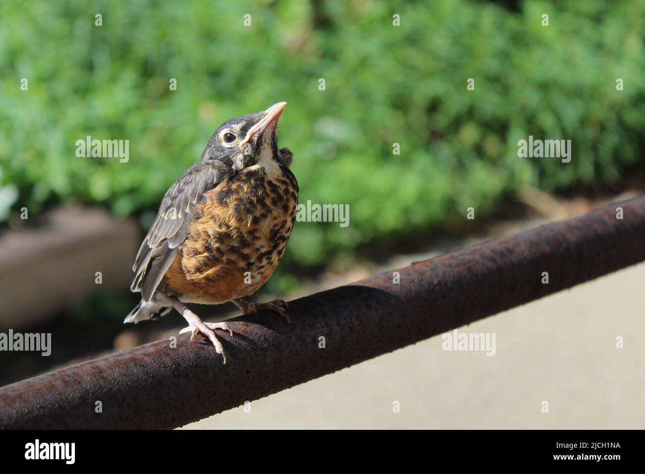 a robin in Ohio perched on a metal fence Stock Photo