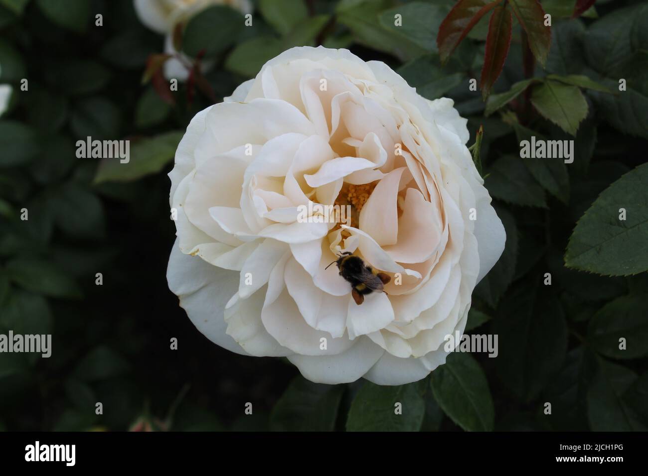 beautiful white rose flower with a bumble bee on it Stock Photo