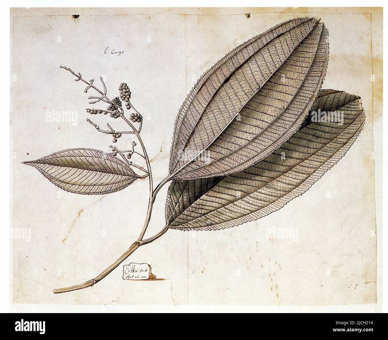 Grossulariae fructu arbor maxima non spinosa,Malabathri folio maximo inodoro ,flore racemoso albo.Miconia elata Stock Photo