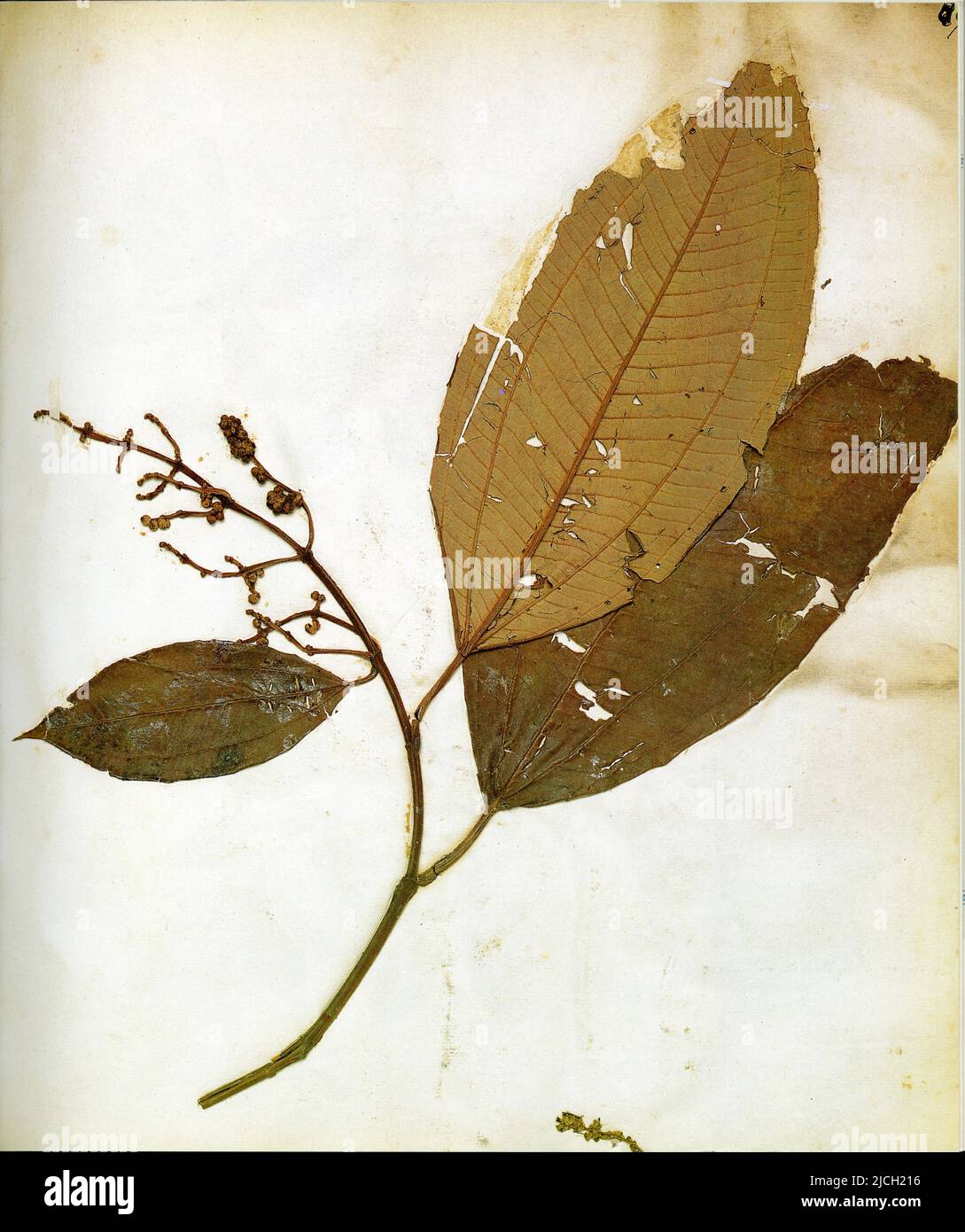 Grossulariae fructu arbor maxima non spinosa,Malabathri folio maximo inodoro ,flore racemoso albo.Miconia elata. Stock Photo