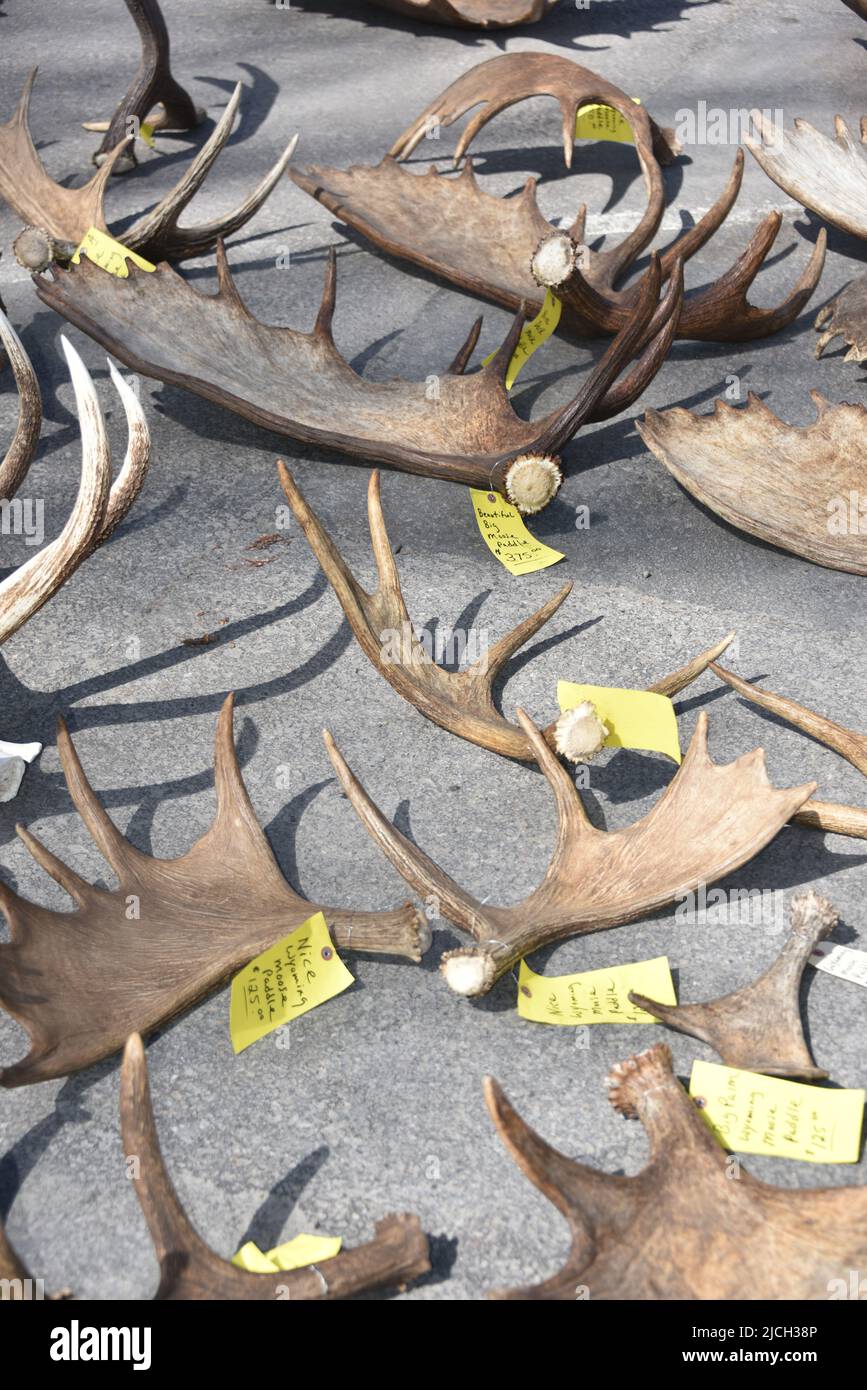 Jackson, WY. USA. 5/21/2022. Boy Scouts of America annual elk and moose