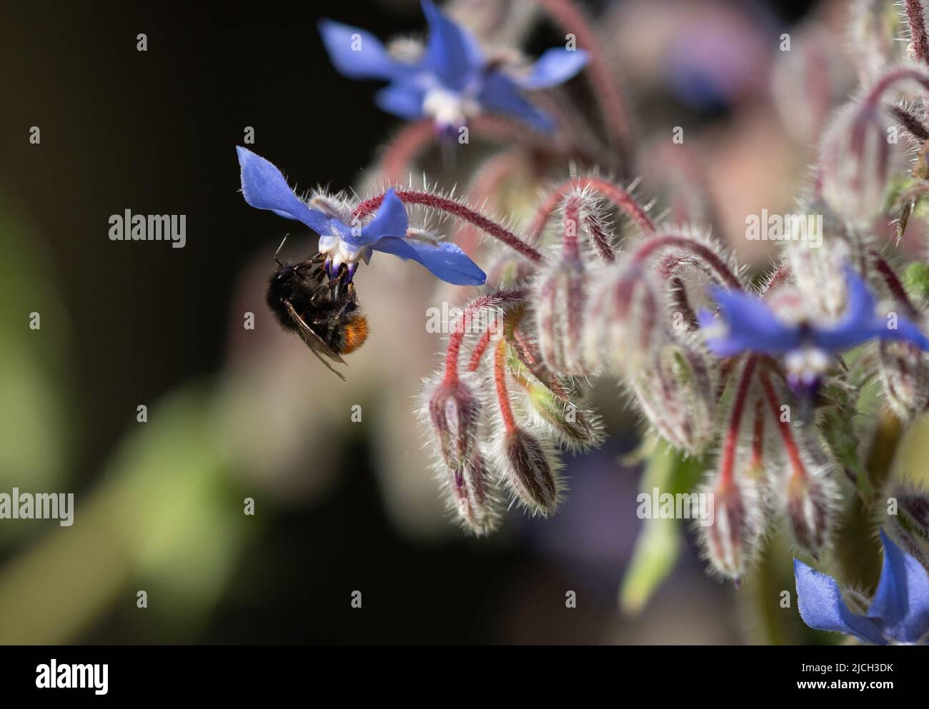 Borage flowers attracting bees in herb garden Stock Photo