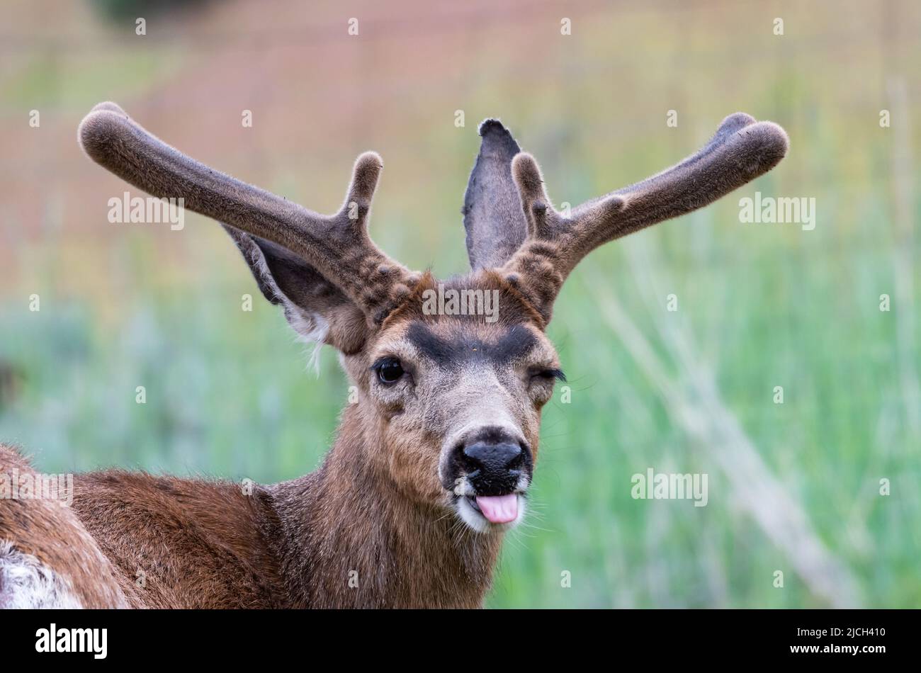 Young deer in the wild looking at the camera sticking his tongue out