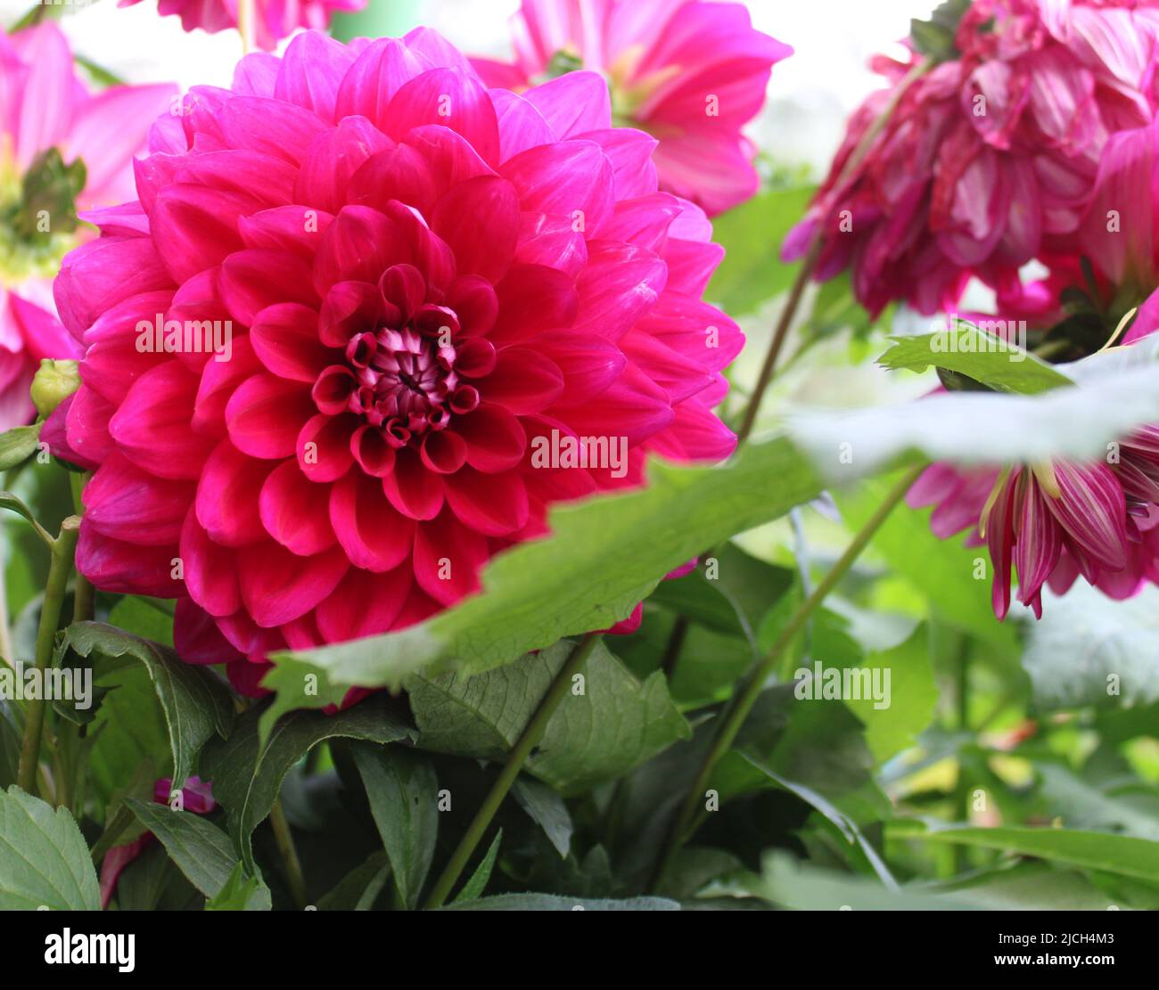 Pink Dahlia Flower Stock Photo