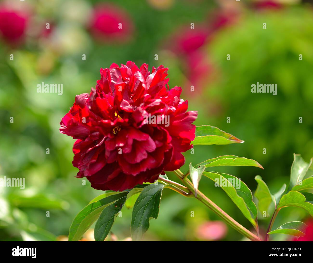Close up of a single red Peony (Paeonia sp.) against a green background. Stock Photo