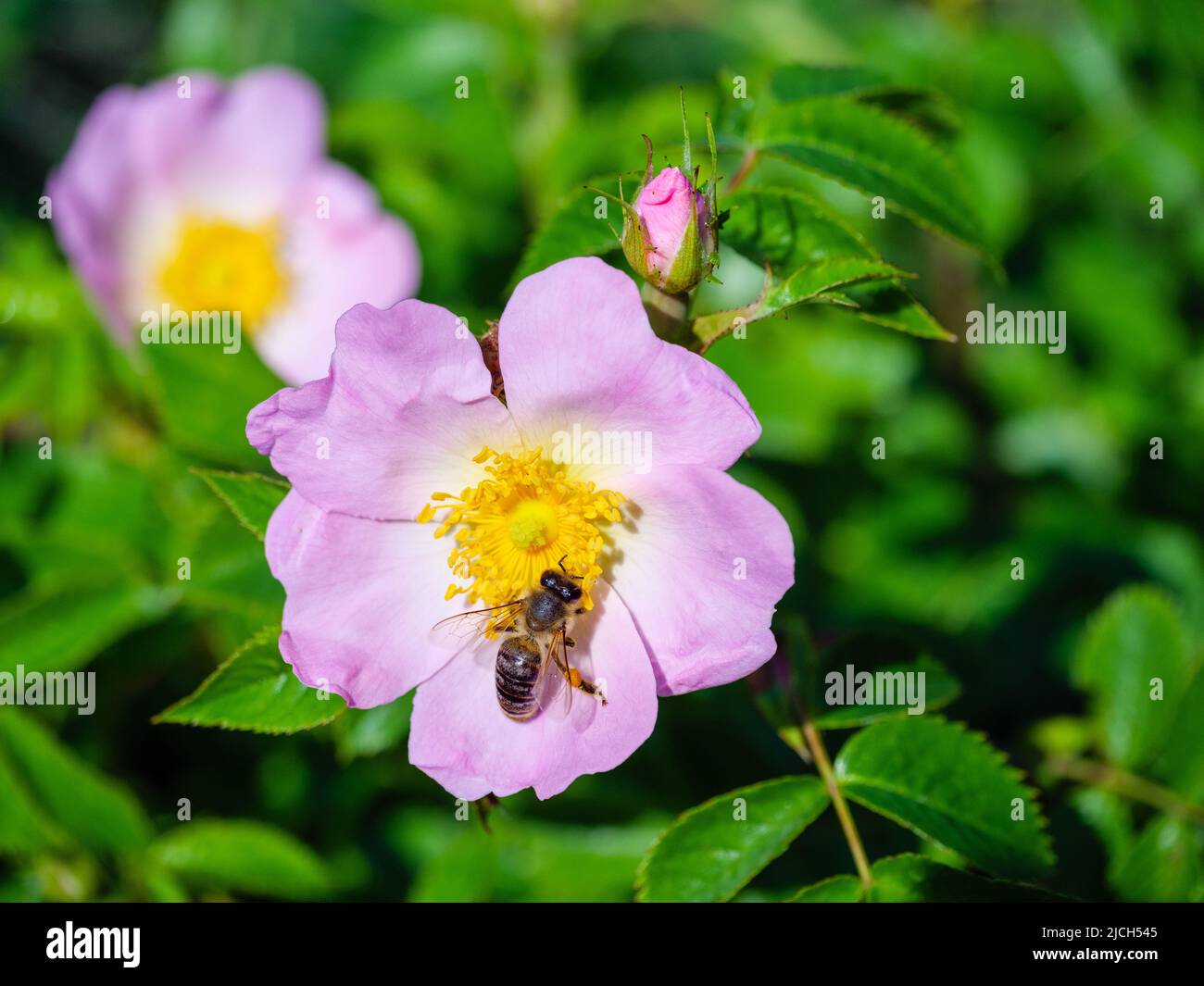 Honey bee pollinates the flowering of a pink wild rose Stock Photo - Alamy