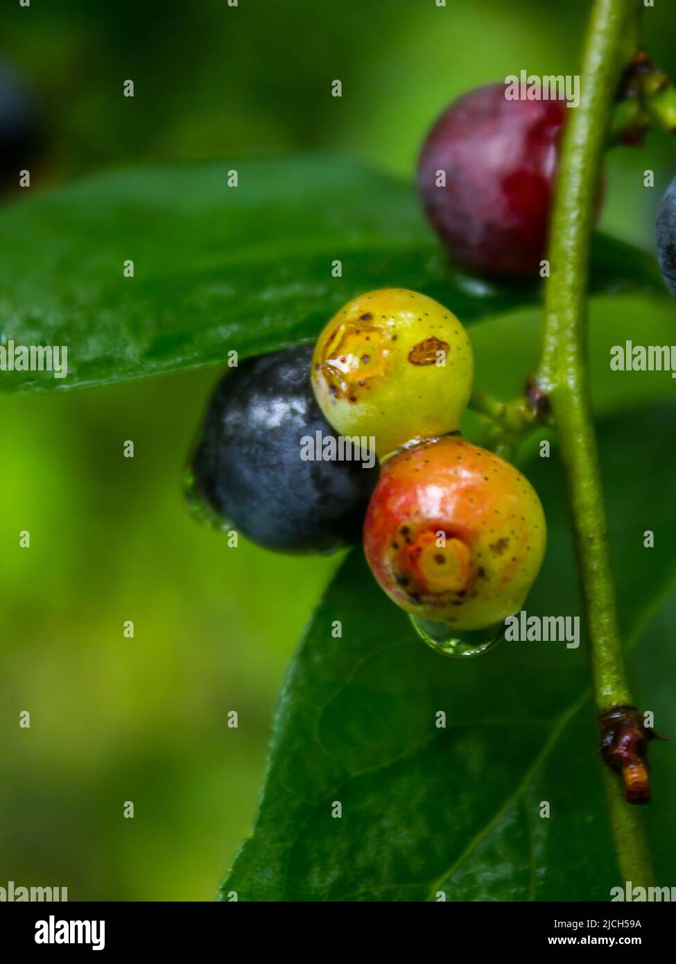 A cluster of unripe blueberries, still wet after a rain shower, just outside Haenertsburg, South Africa Stock Photo