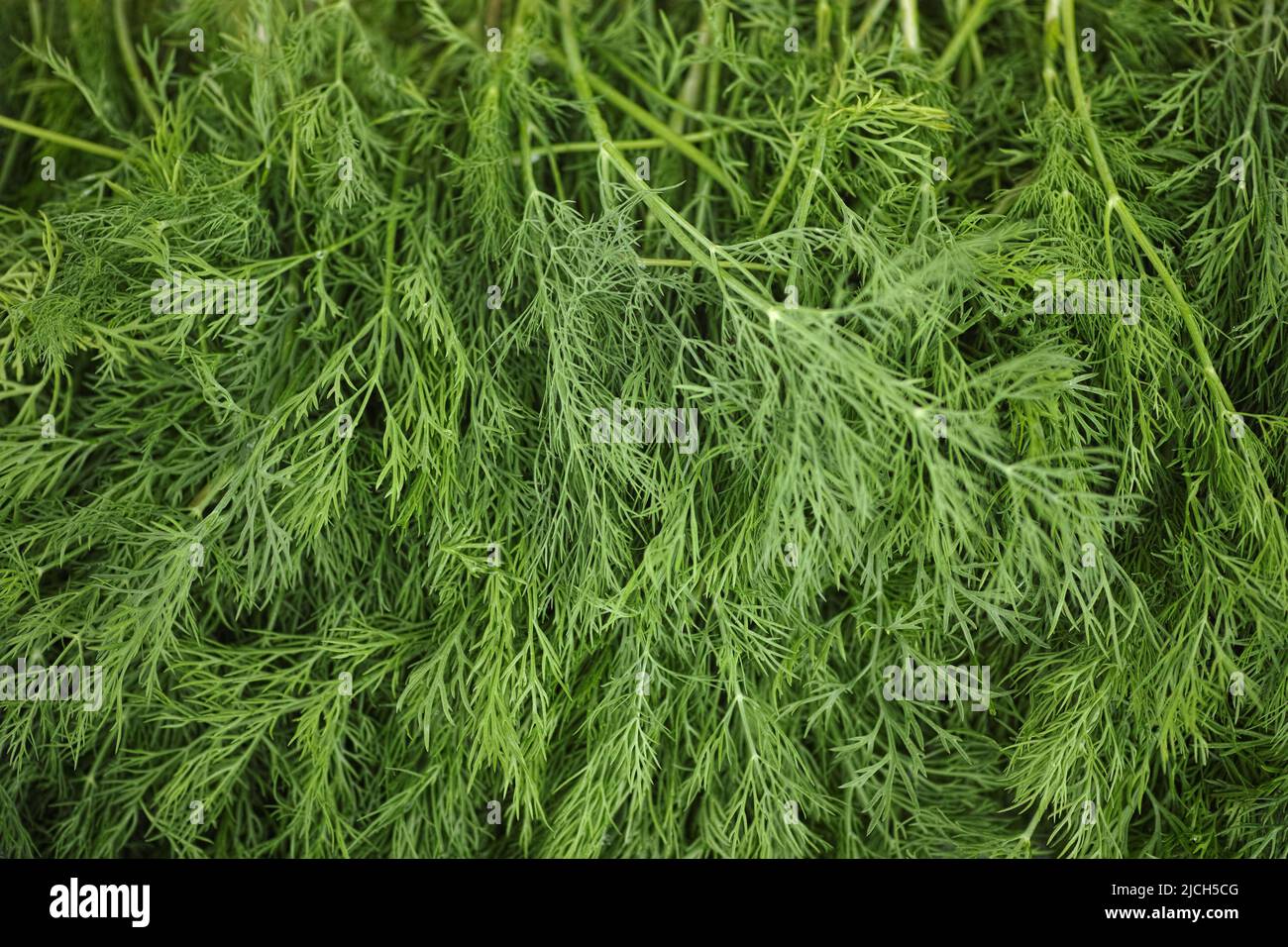 A pile of fresh green dill. Close up. Stock Photo