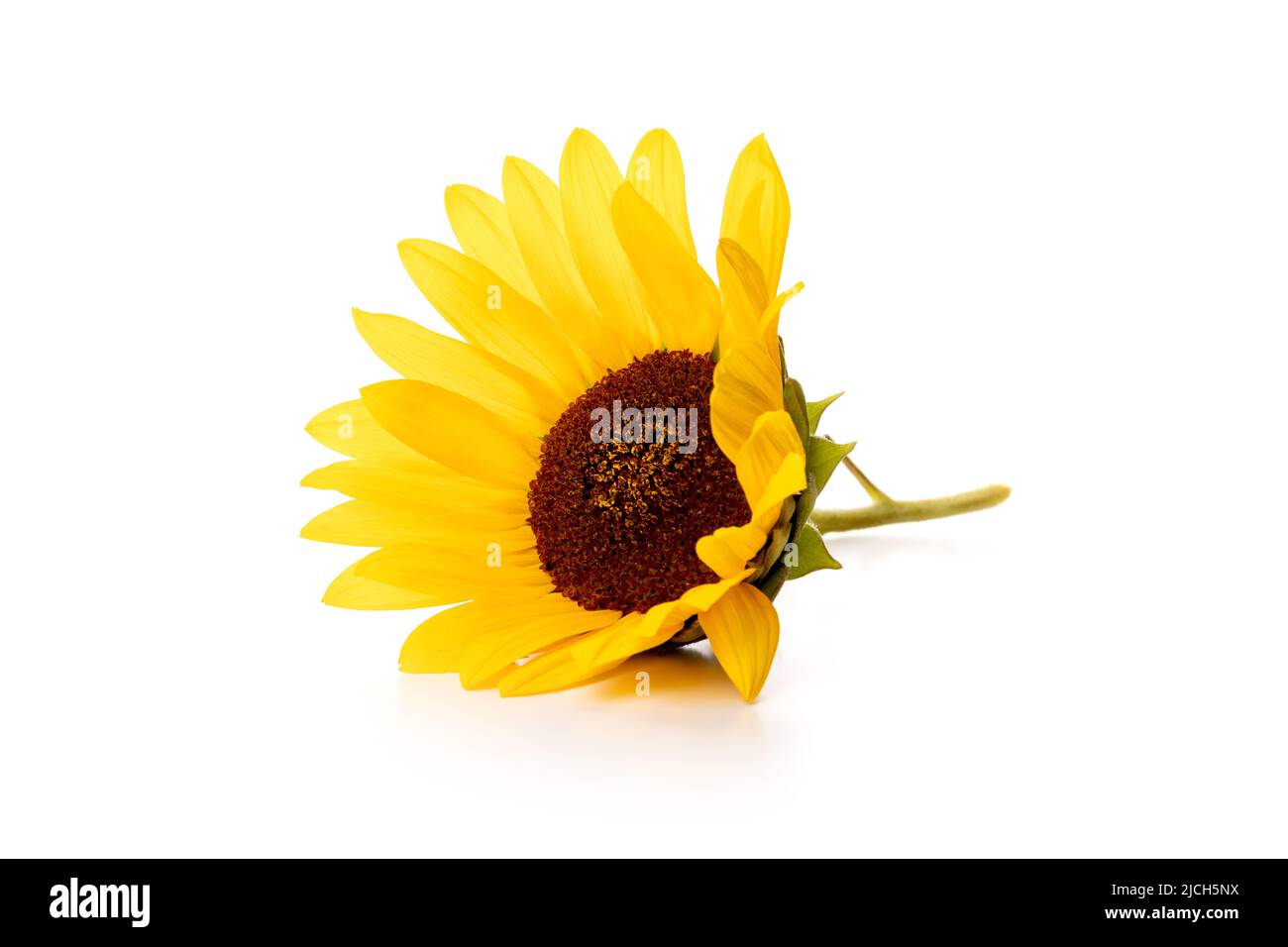One yellow sunflower isolated on white background Stock Photo - Alamy