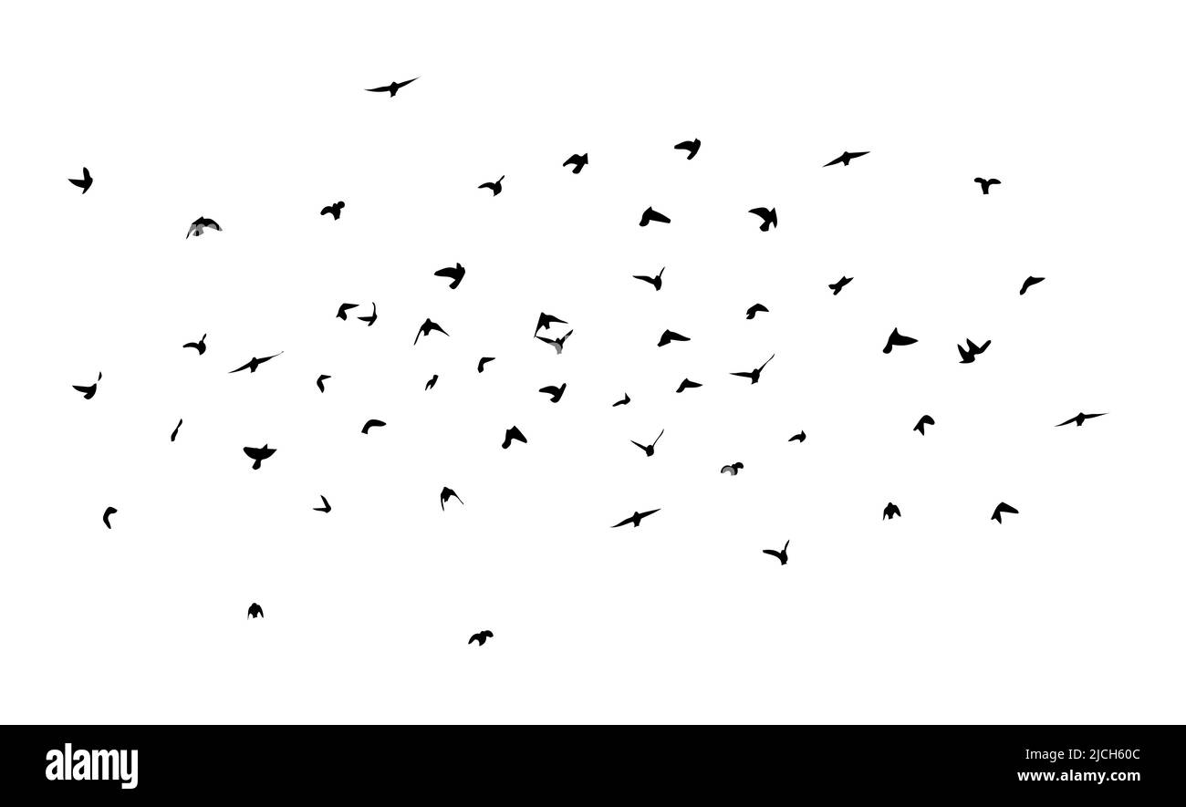 A flock of flying birds. Free birds. Flying seagulls. Vector ...