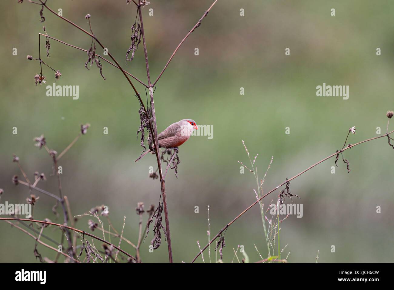 Common waxbills looking for food among the grass on the bank of a river Stock Photo