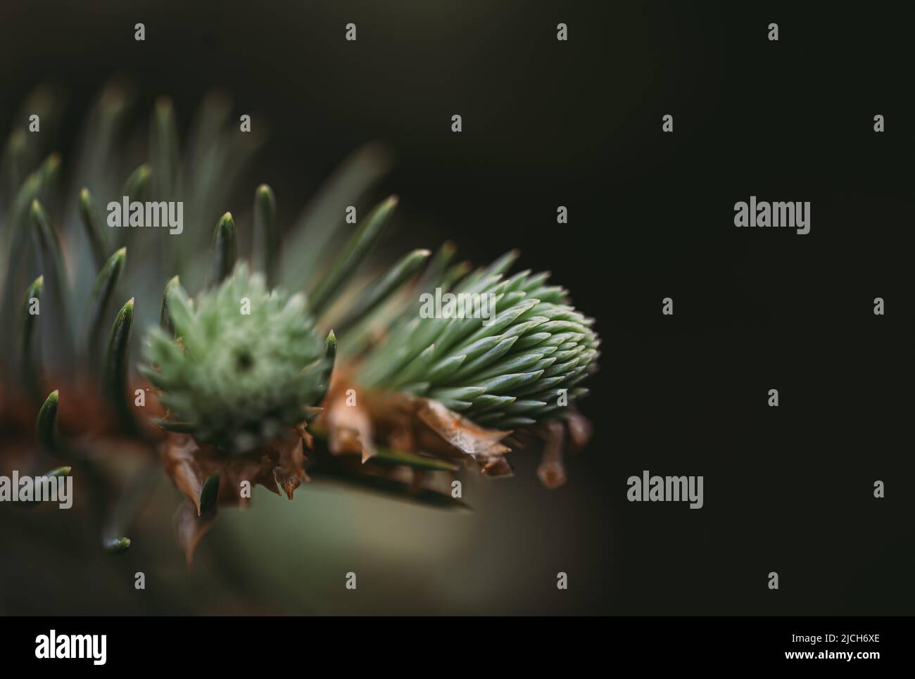 Close up of new growth of needles on tips of evergreen tree Stock Photo