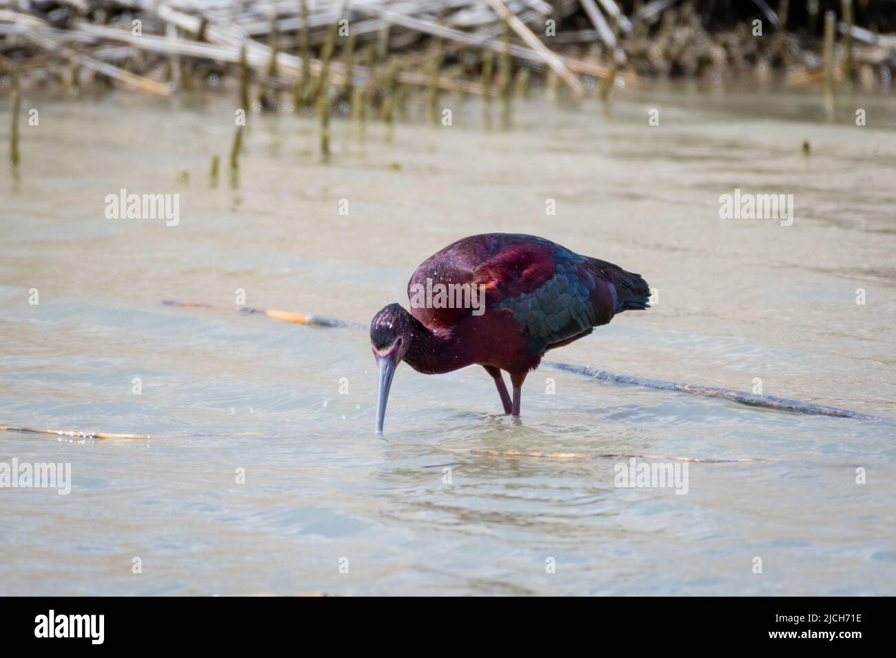 Colorful and glossy White-faced Ibis, Plegadis Chihi, foraging in the shallow wetlands of Bear River Migratory Bird Sanctuary. Bird in wild Stock Photo