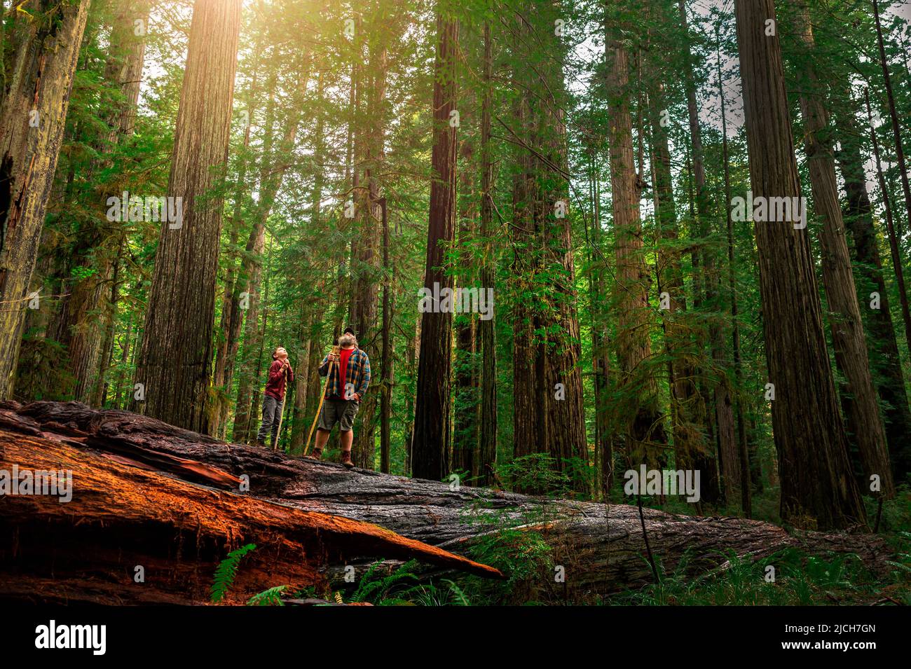 a father and son hiking through the forest at redwoods national park Stock Photo