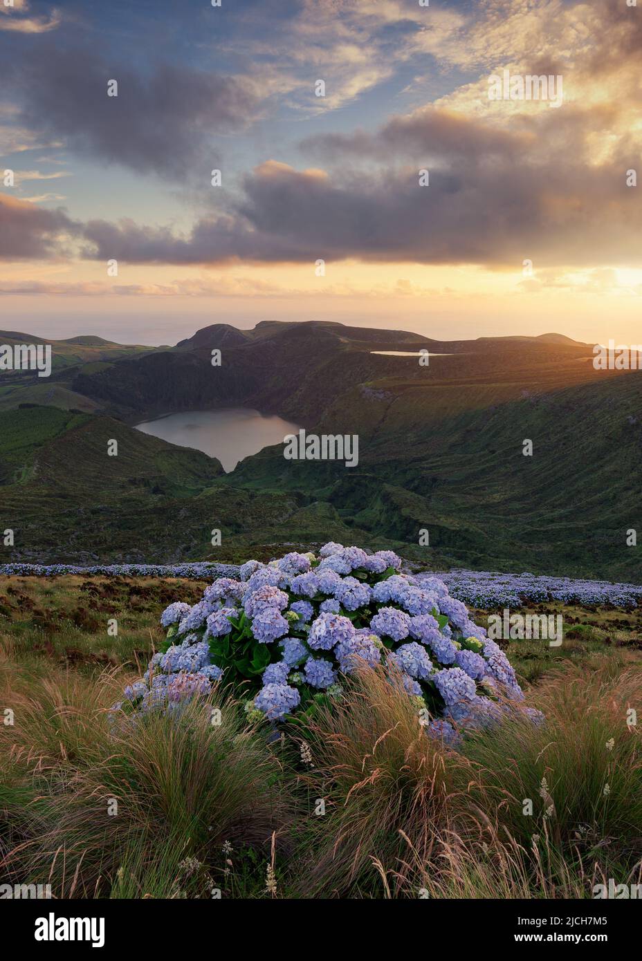 Flowers azores portugal hires stock photography and images Alamy