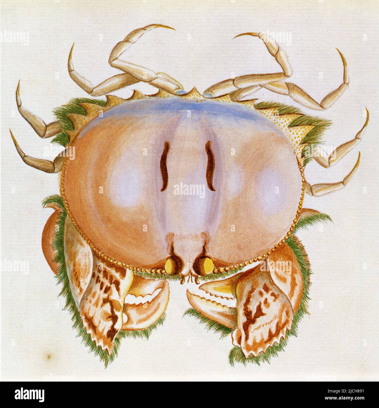 Le crabe Calappa philargius. Le crabe-boite. Stock Photo