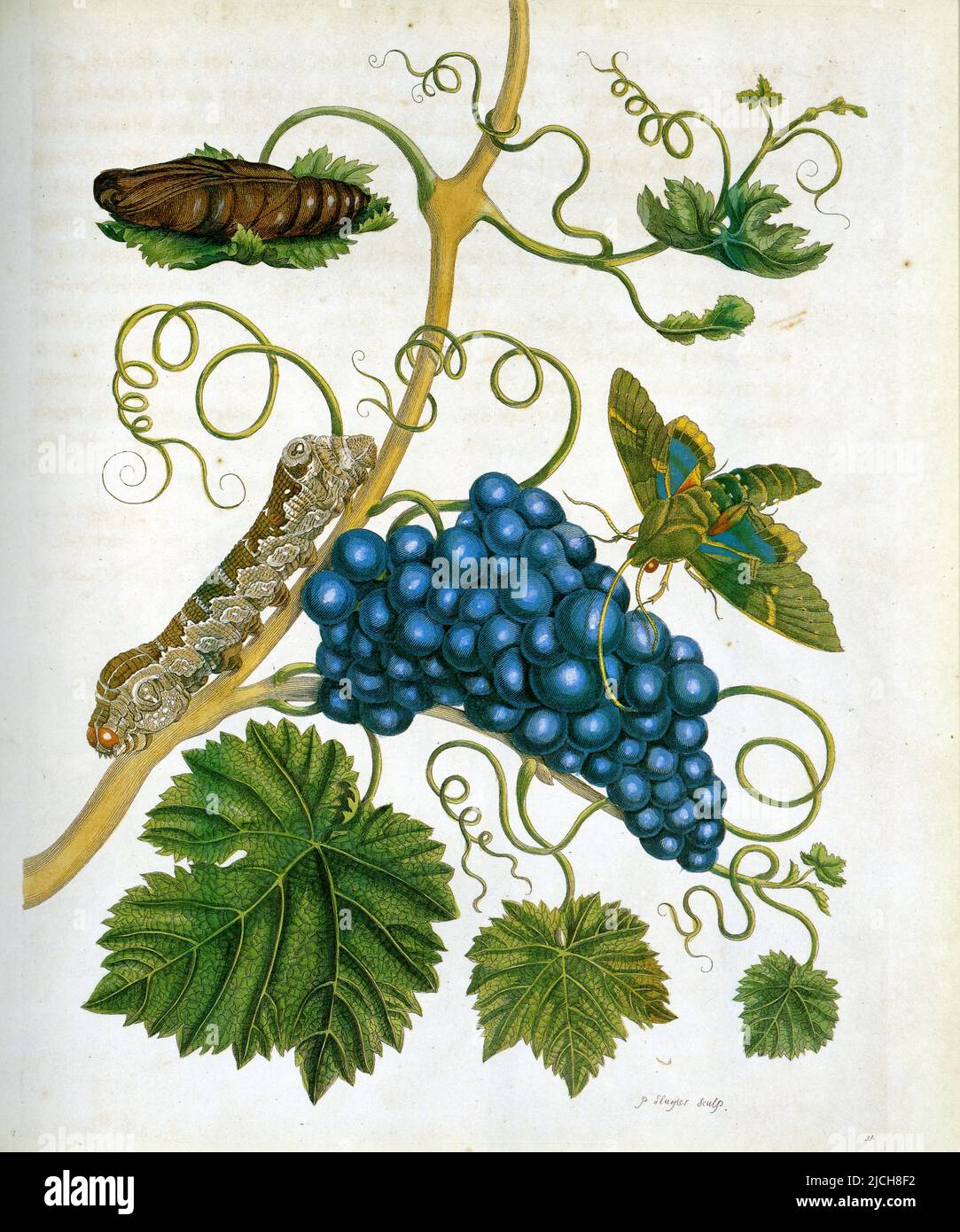 Chenille, chrysalide et adulte sz sphinx, Eumorpha labruscae. Rameau de vigne, Vitis vinifera Stock Photo