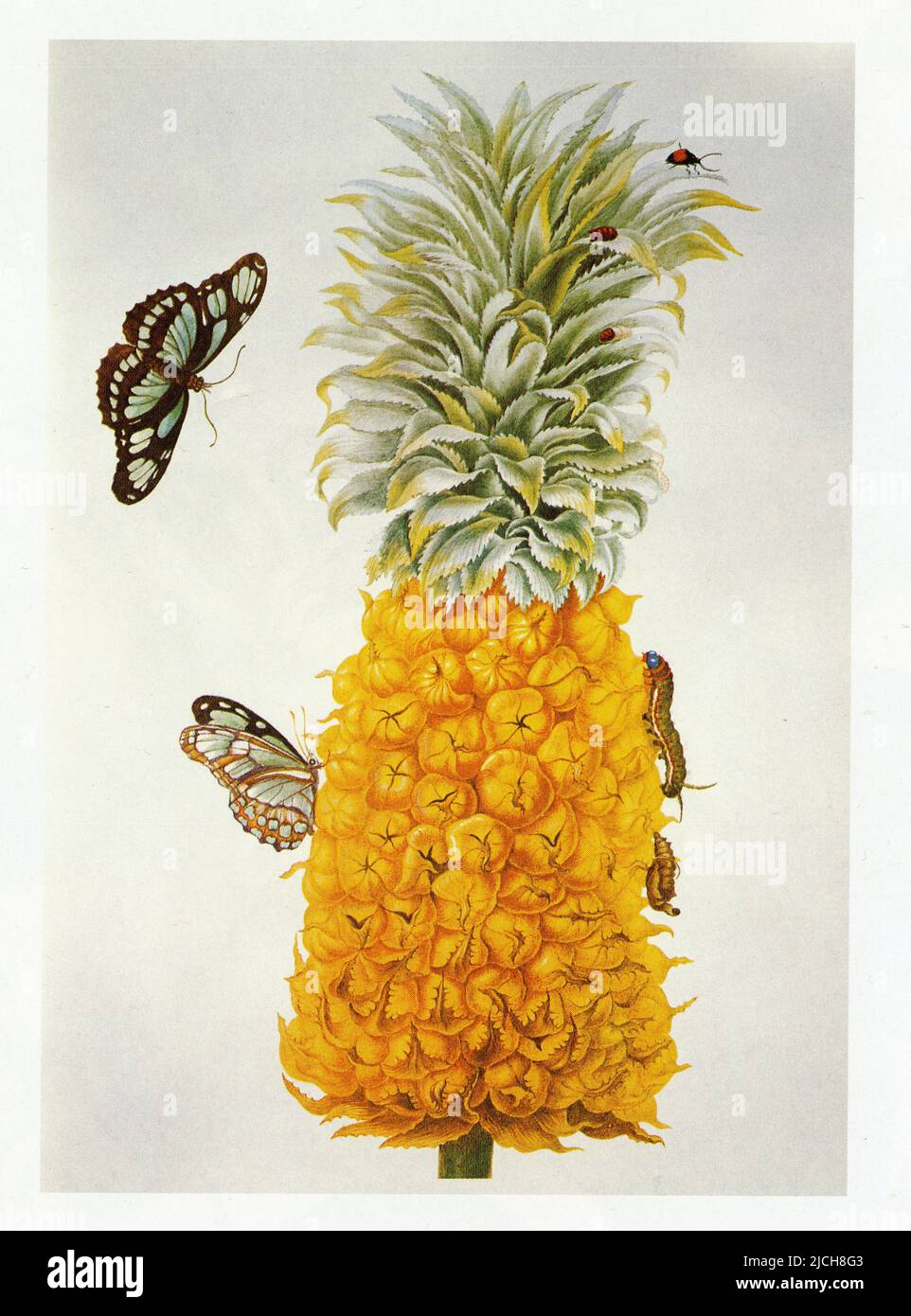 Ananas comosus. La chenille et la chrysalide sur la droite. Le papillon de l'espèce Philaethria dido Stock Photo