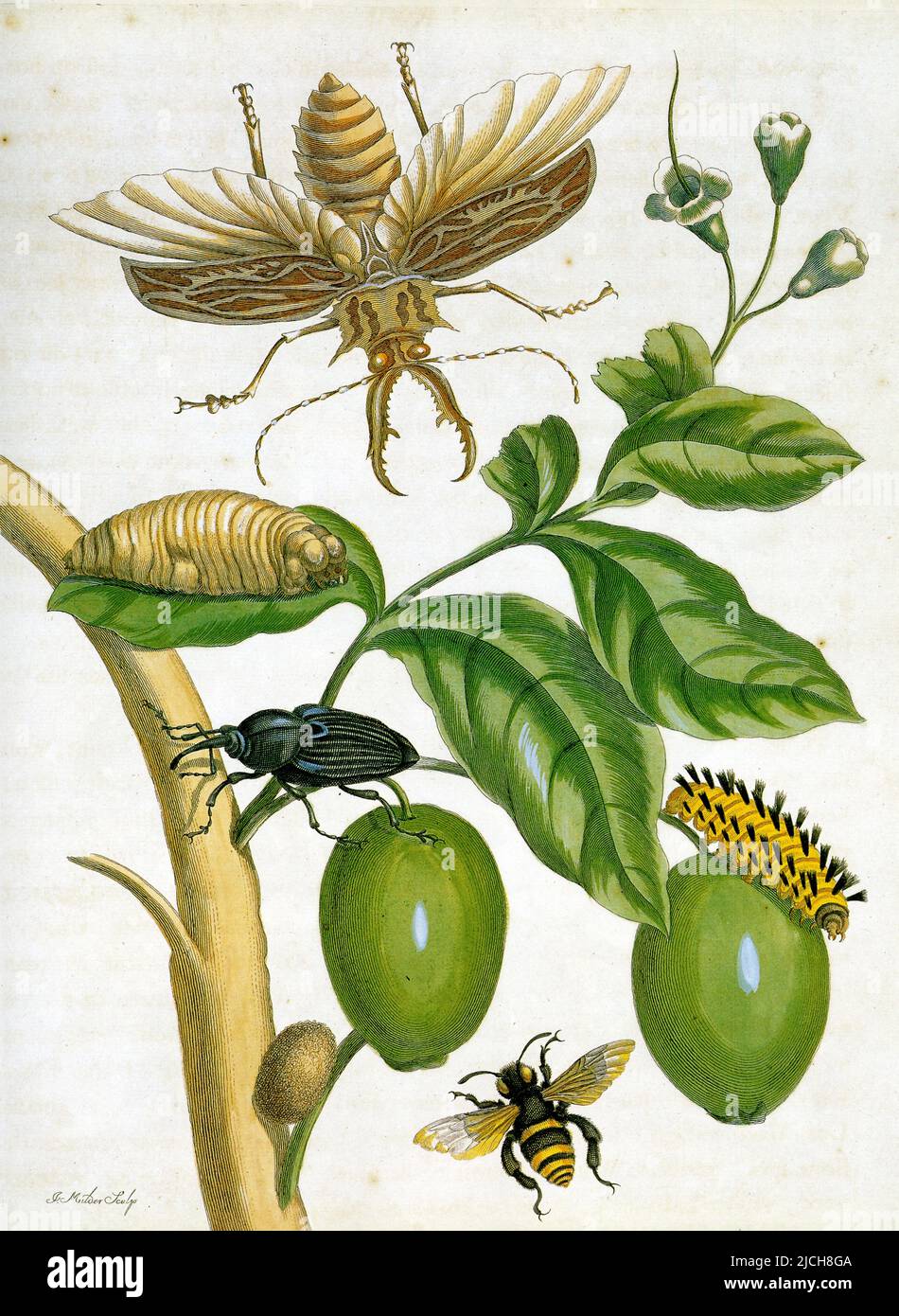 Insectes non apparentés. Le lucane Macrodonta cervicornis. Au centre la larve et l'adulte du charençon Rchychophorus palmarum Stock Photo