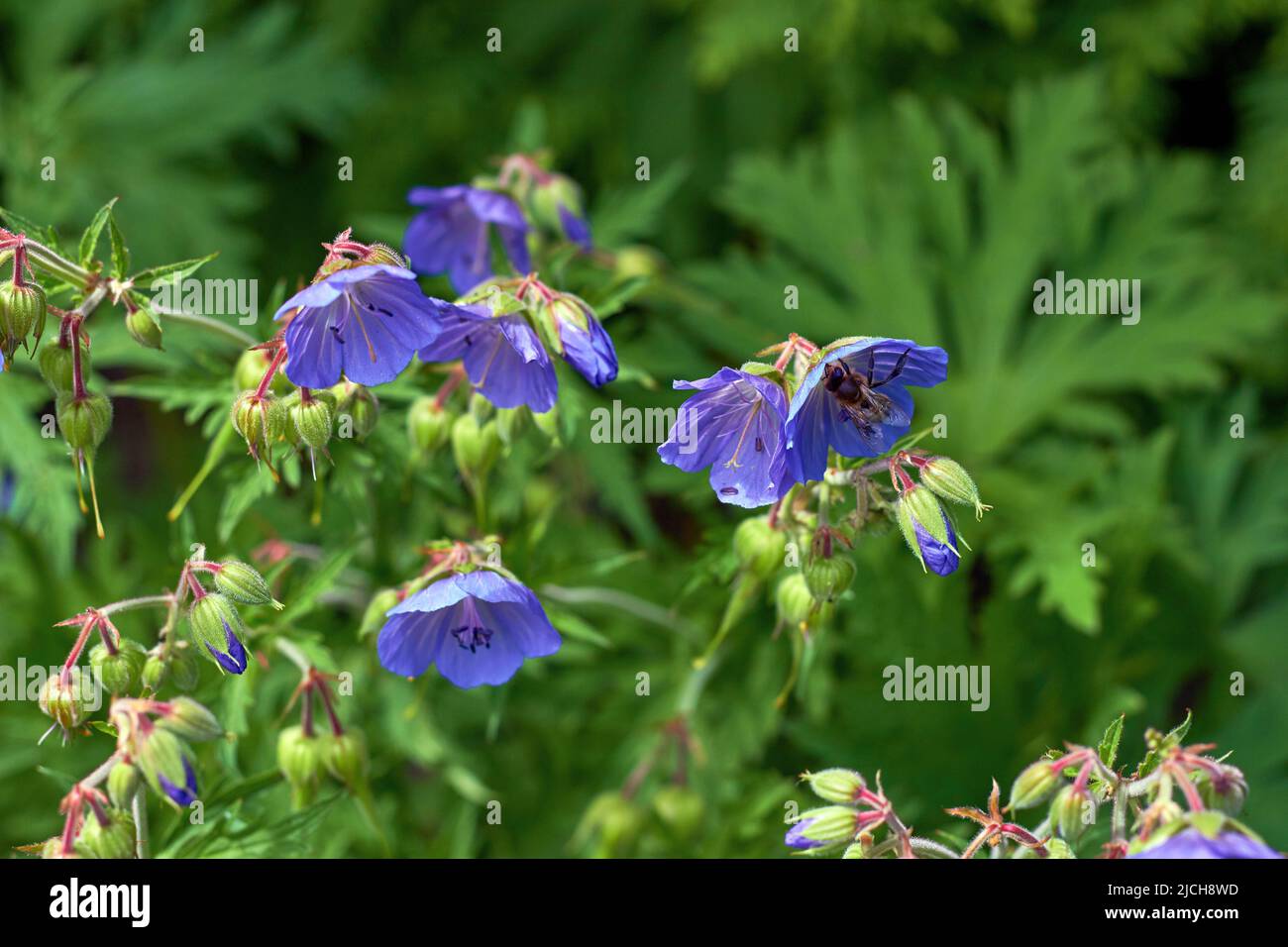 A honey bee collects nectar on blue flowers. Natural pollination of ...
